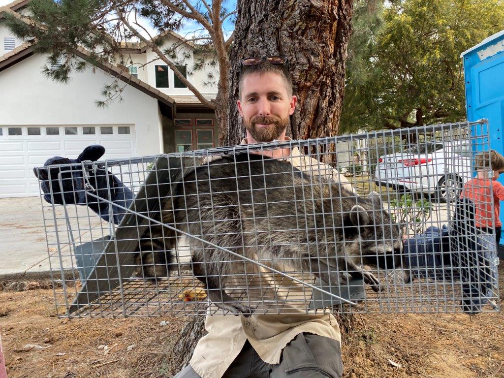 Bellingham raccoon trapping